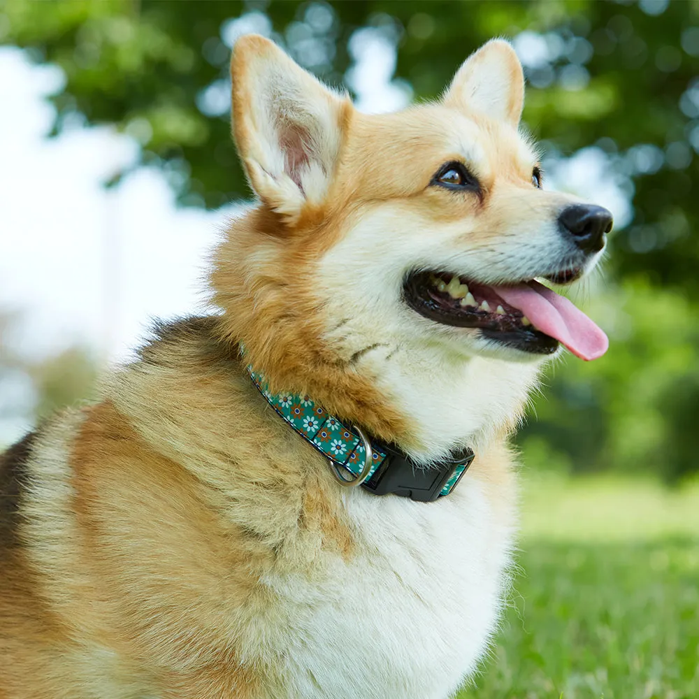 Collegiate Royal and Red - Dog Collar