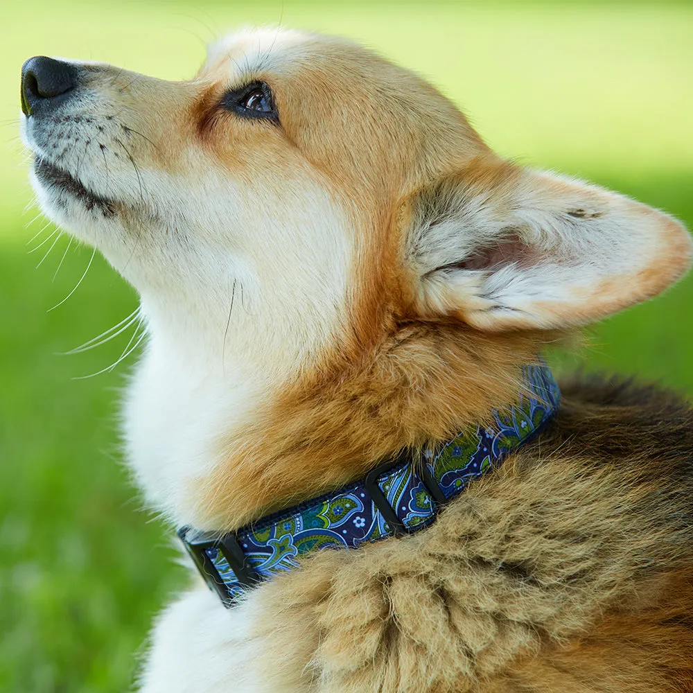Collegiate Royal and Red - Dog Collar