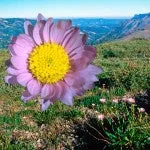 FES Range of Light - Alpine Aster - .25 fl oz