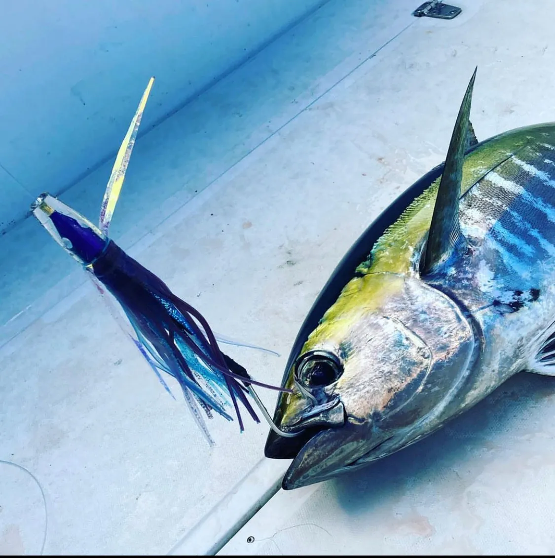 LIMITED RESTOCK! 6” Poke Series: Baby Malolo (Flying Fish)