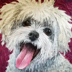 Louie - Maltese
