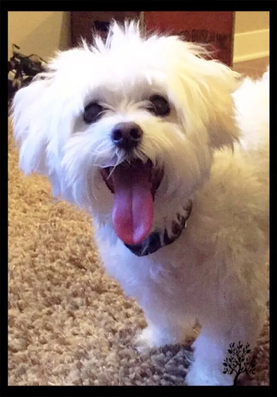 Louie - Maltese