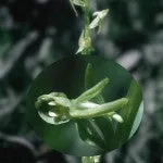 Range of Light - Green Rein Orchid - .25 fl oz