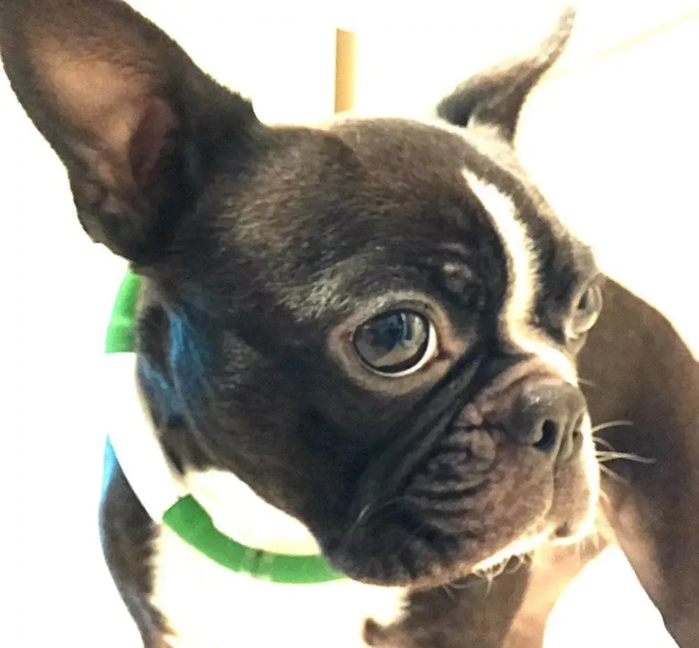 Rechargeable Light Up Dog Collar